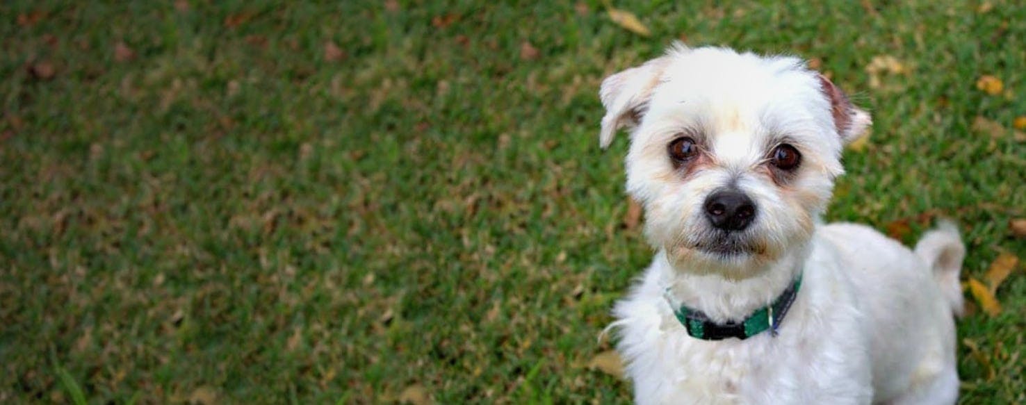 Tibetan spaniel best sale maltese mix